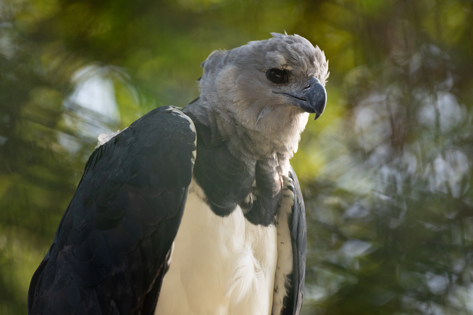 Harpy eagle (Harpia harpyja)