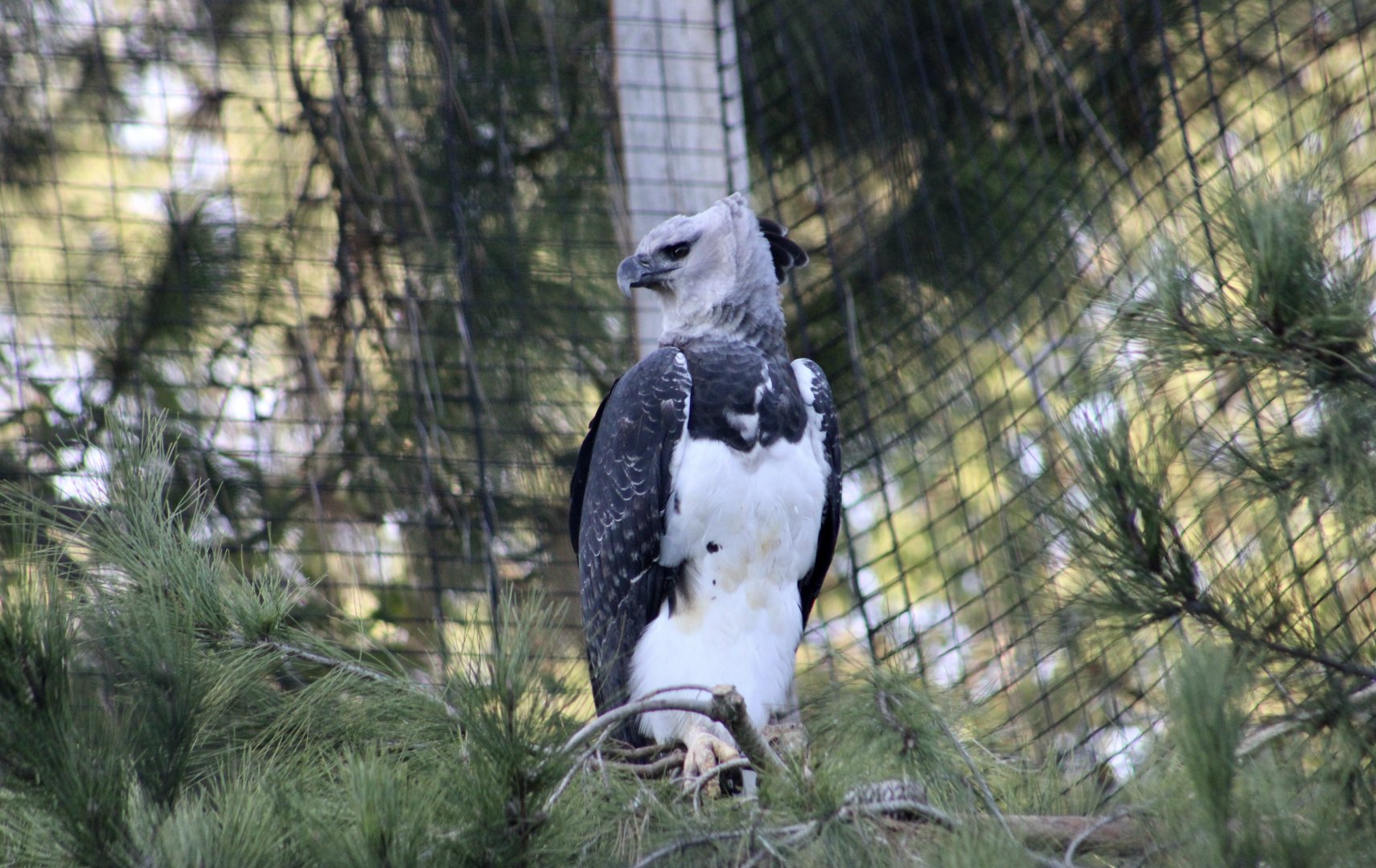 Harpy Eagle (Harpia harpyja)