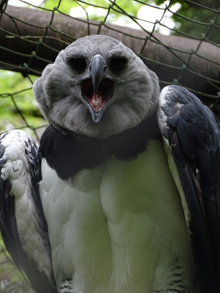 Harpy eagle (Harpia harpyja)