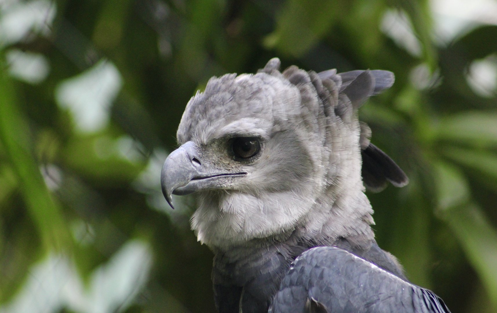 Harpy Eagle (Harpia harpyja)