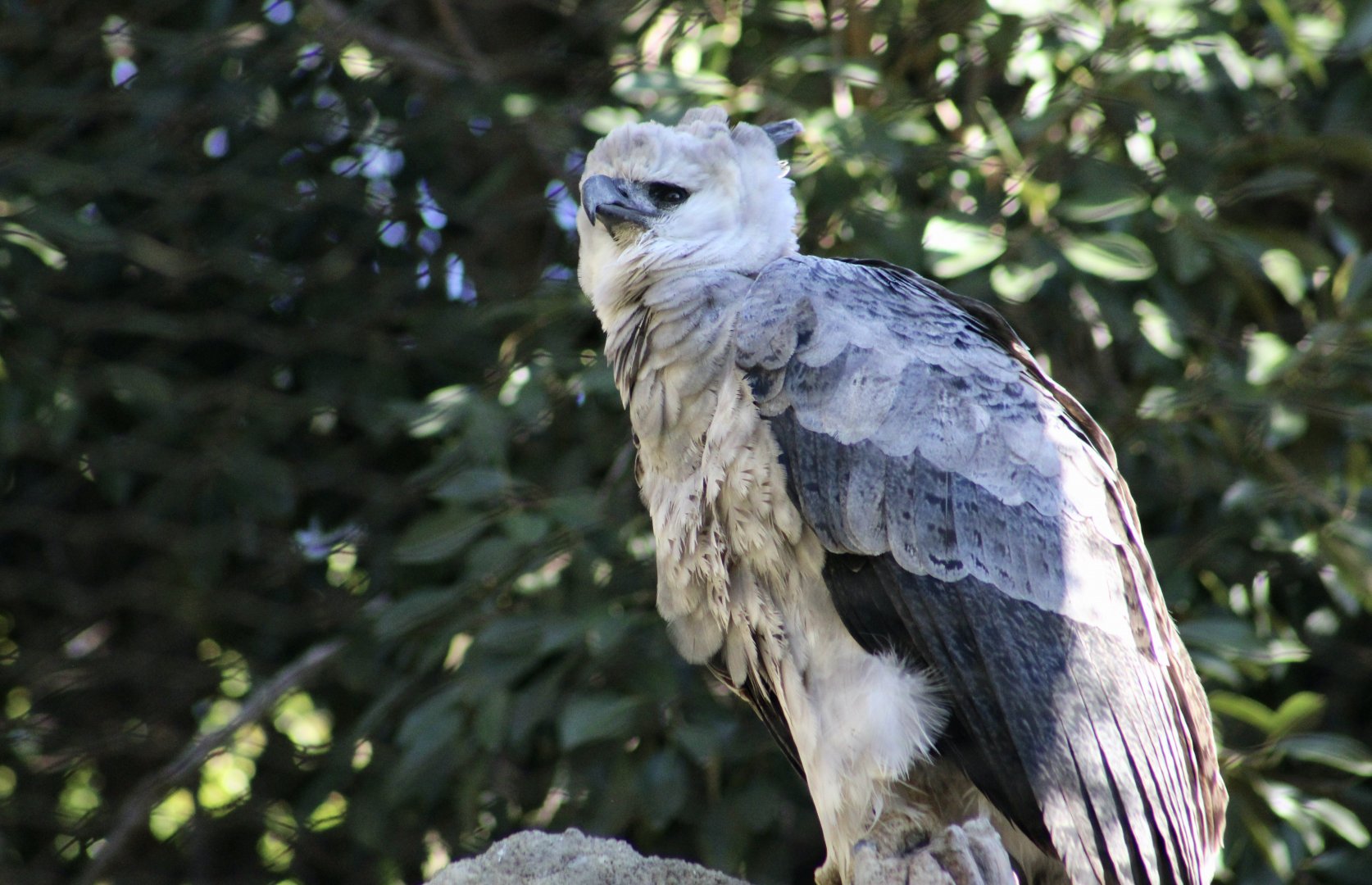 Harpy Eagle (Harpia harpyja)
