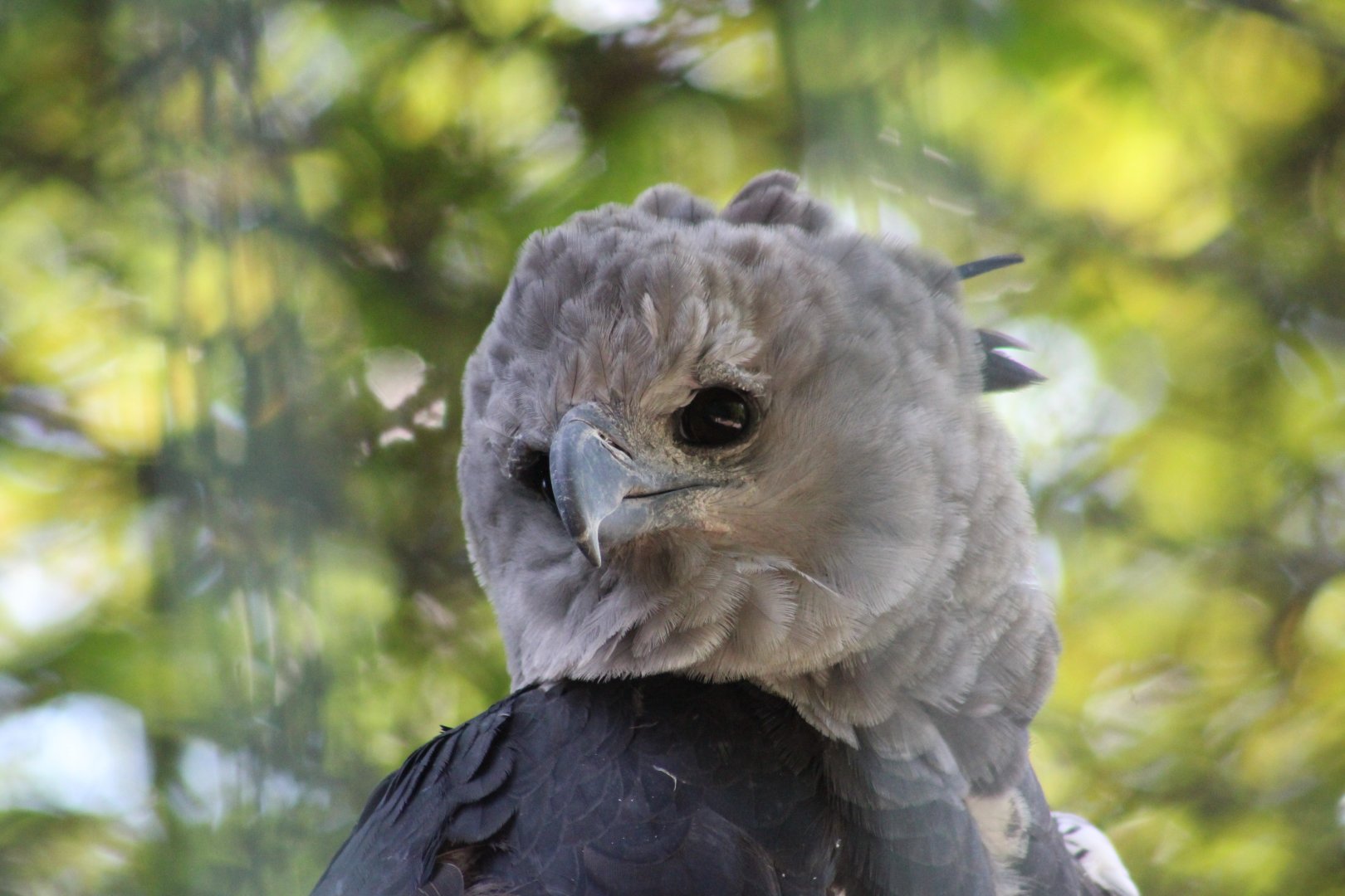 Harpy eagle (Harpia harpyja)