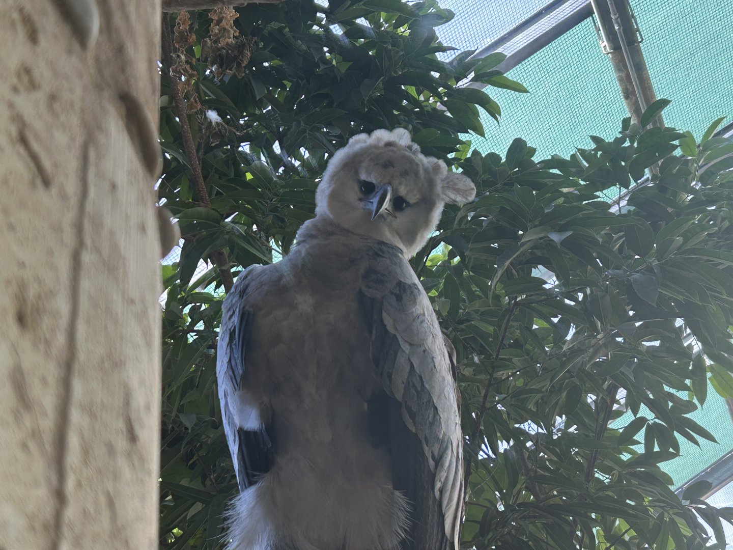 Harpy eagle (Harpia harpyja)