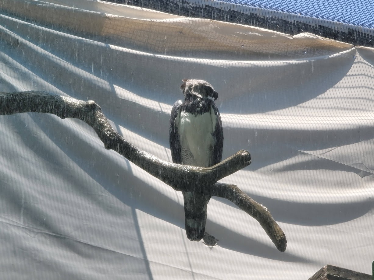 Harpy Eagle in the Sprinkler