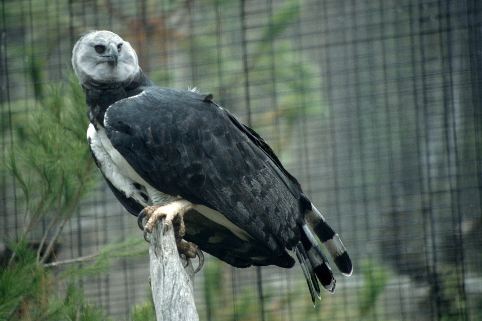 Harpy Eagle (July 1994)