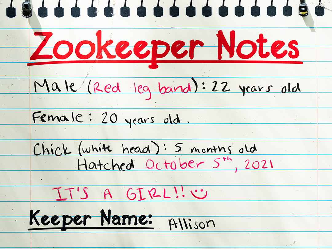 Harpy Eagle Keeper Notes