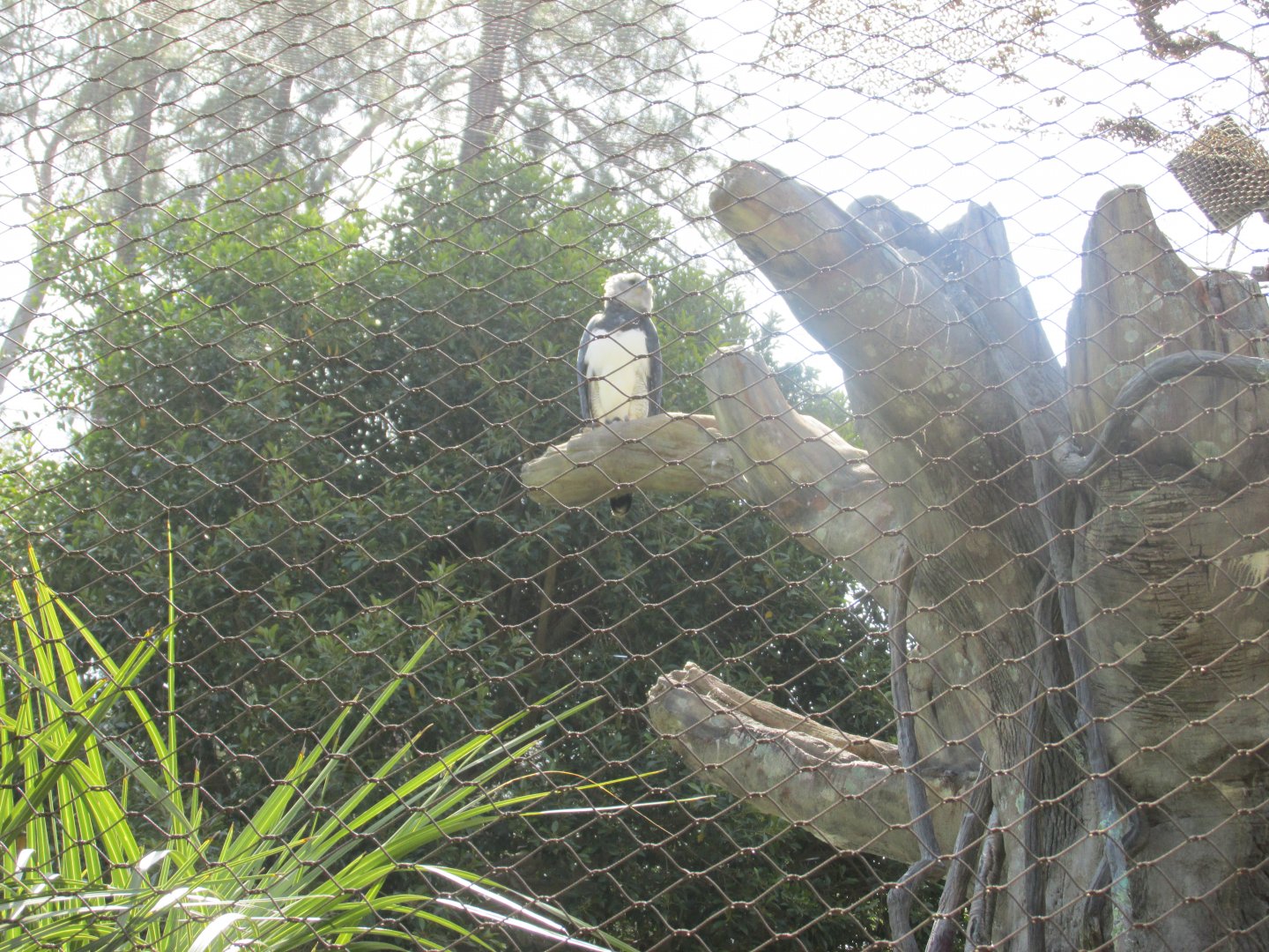 Harpy eagle Los Angeles zoo 2017
