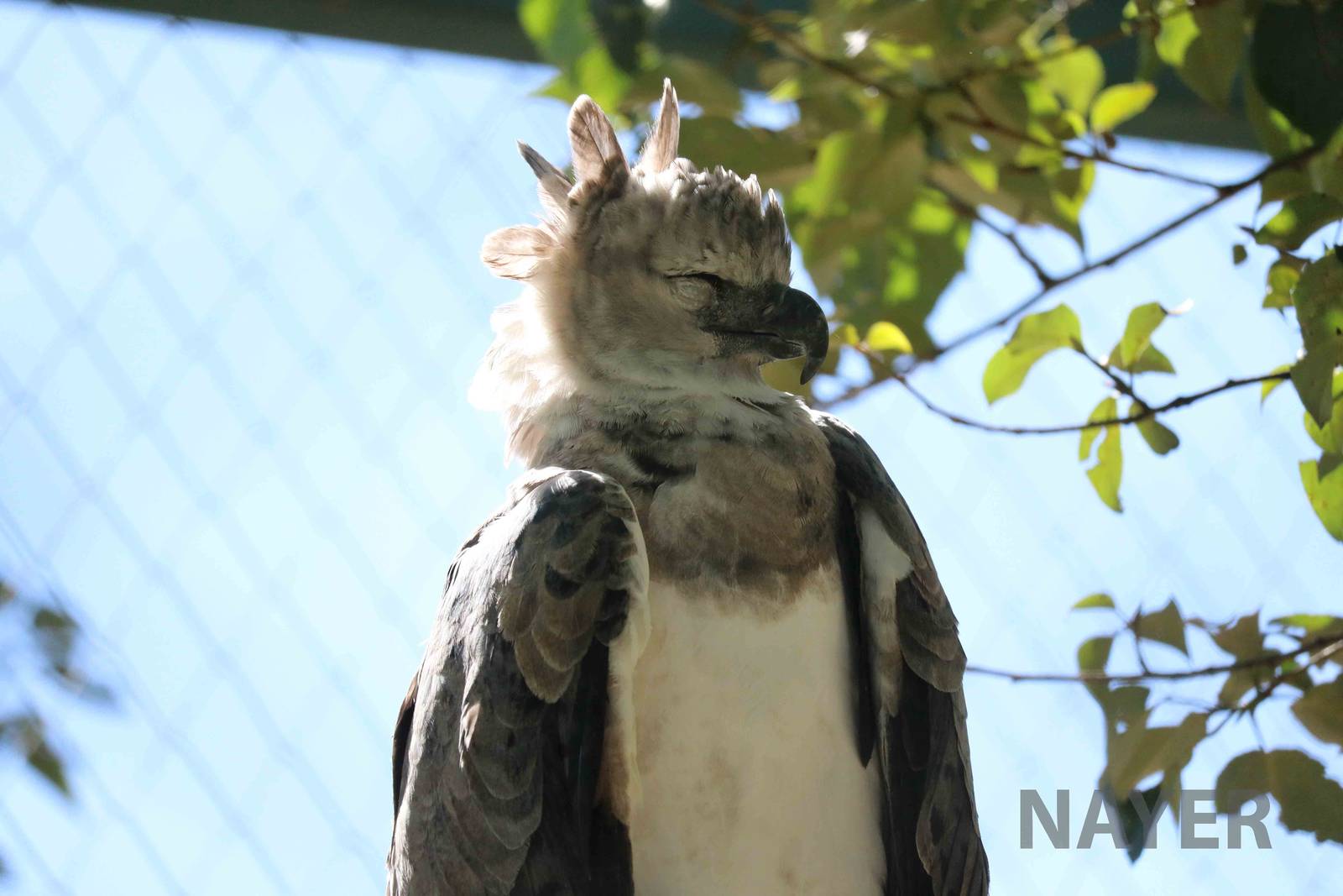 Harpy eagle, March 2016