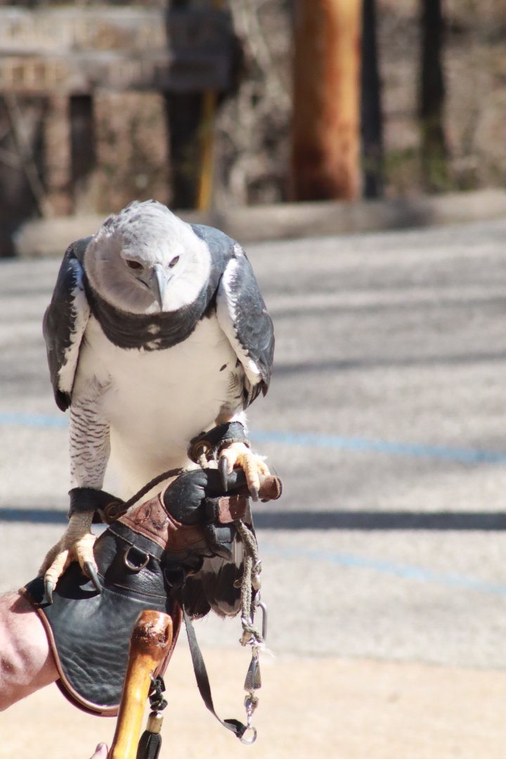 Harpy Eagle- March 2025
