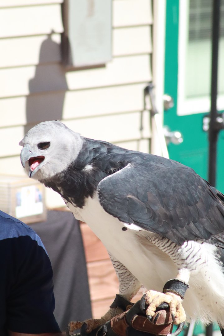 Harpy Eagle- March 2025