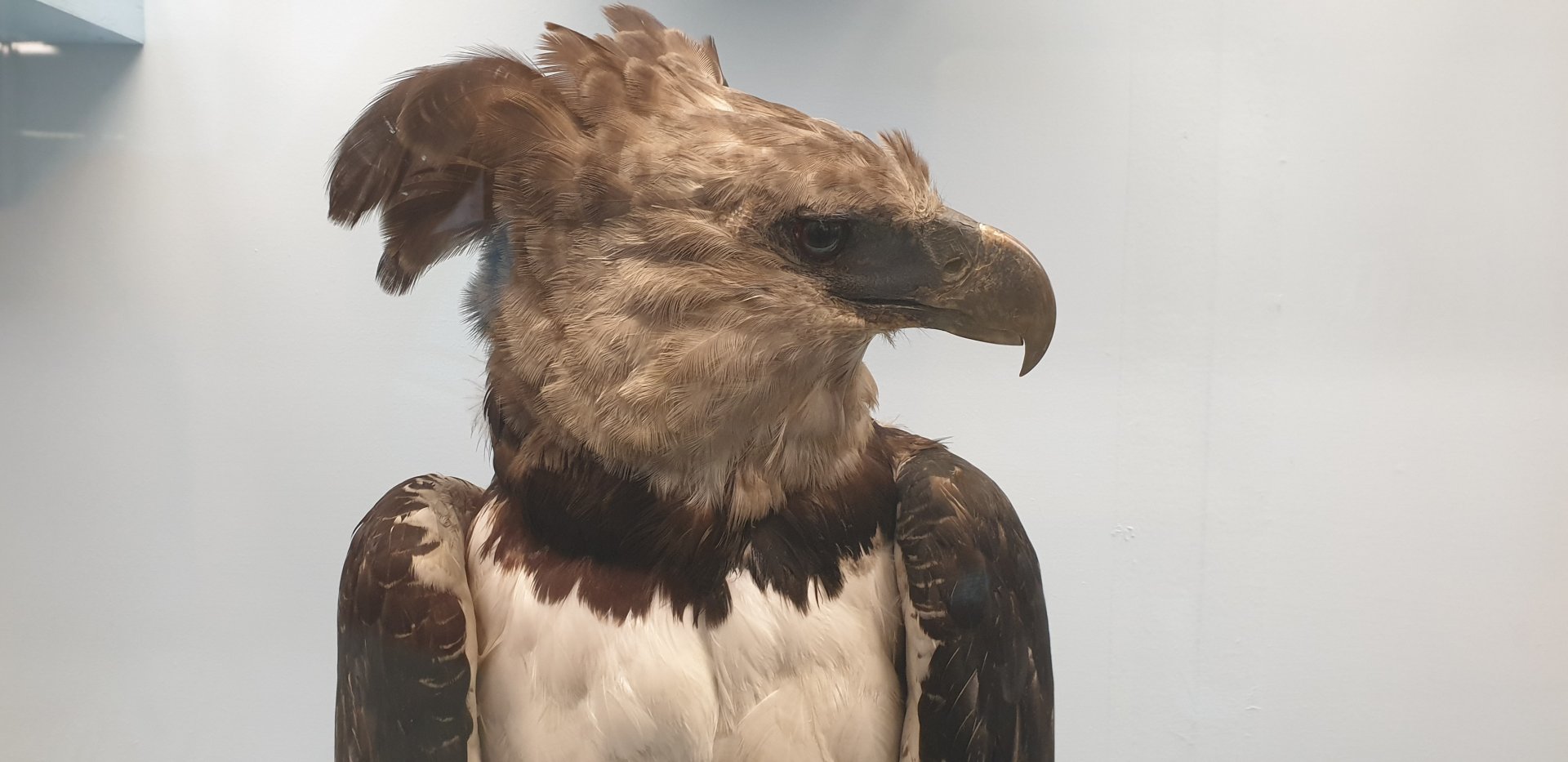 Harpy Eagle, Natural History Museum Vienna