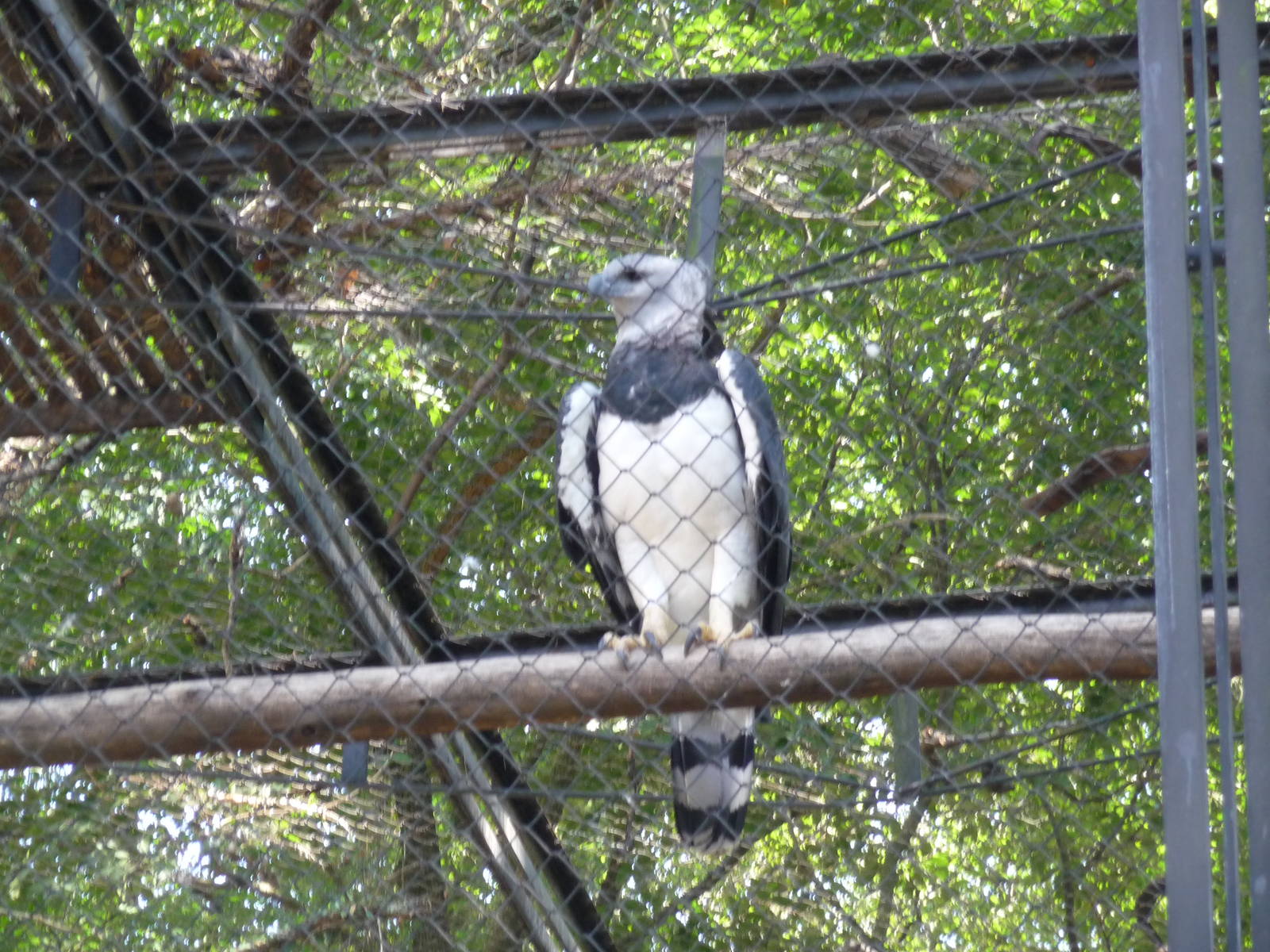 harpy eagle riozoo
