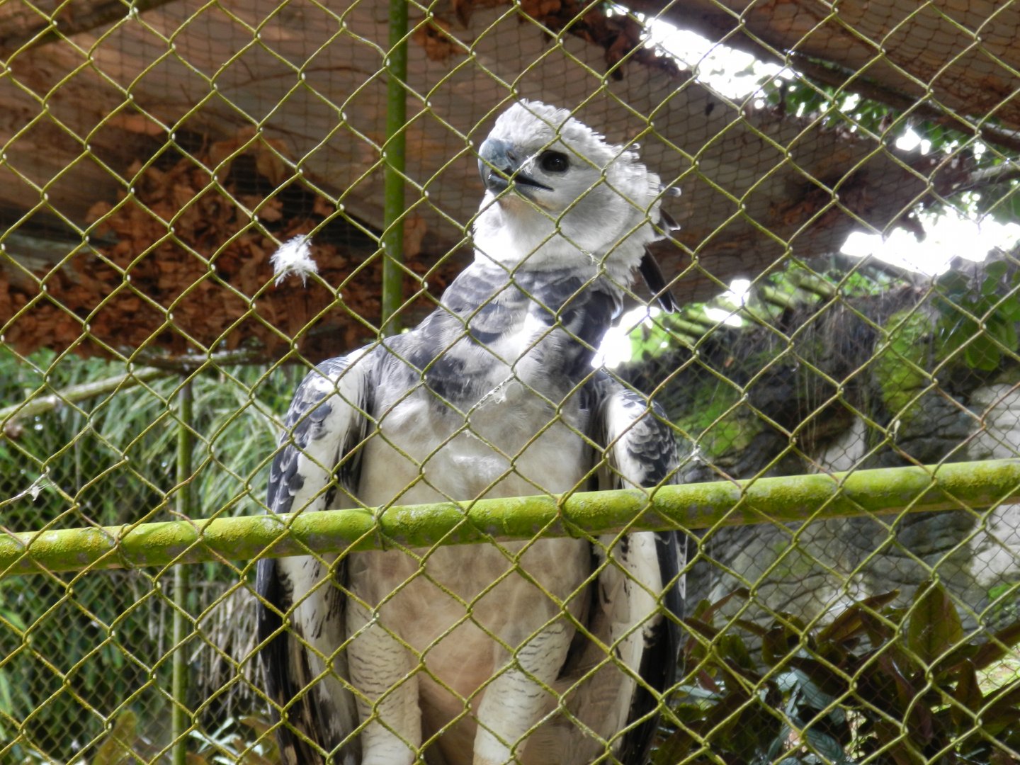 Harpy eagle - Salvador zoo (PZGV)