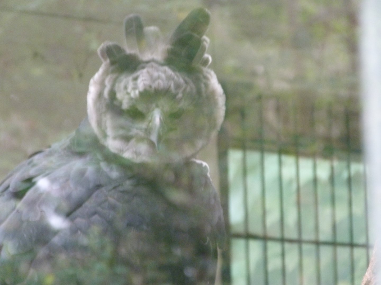 Harpy eagle -Tierpark Berlin (2024)