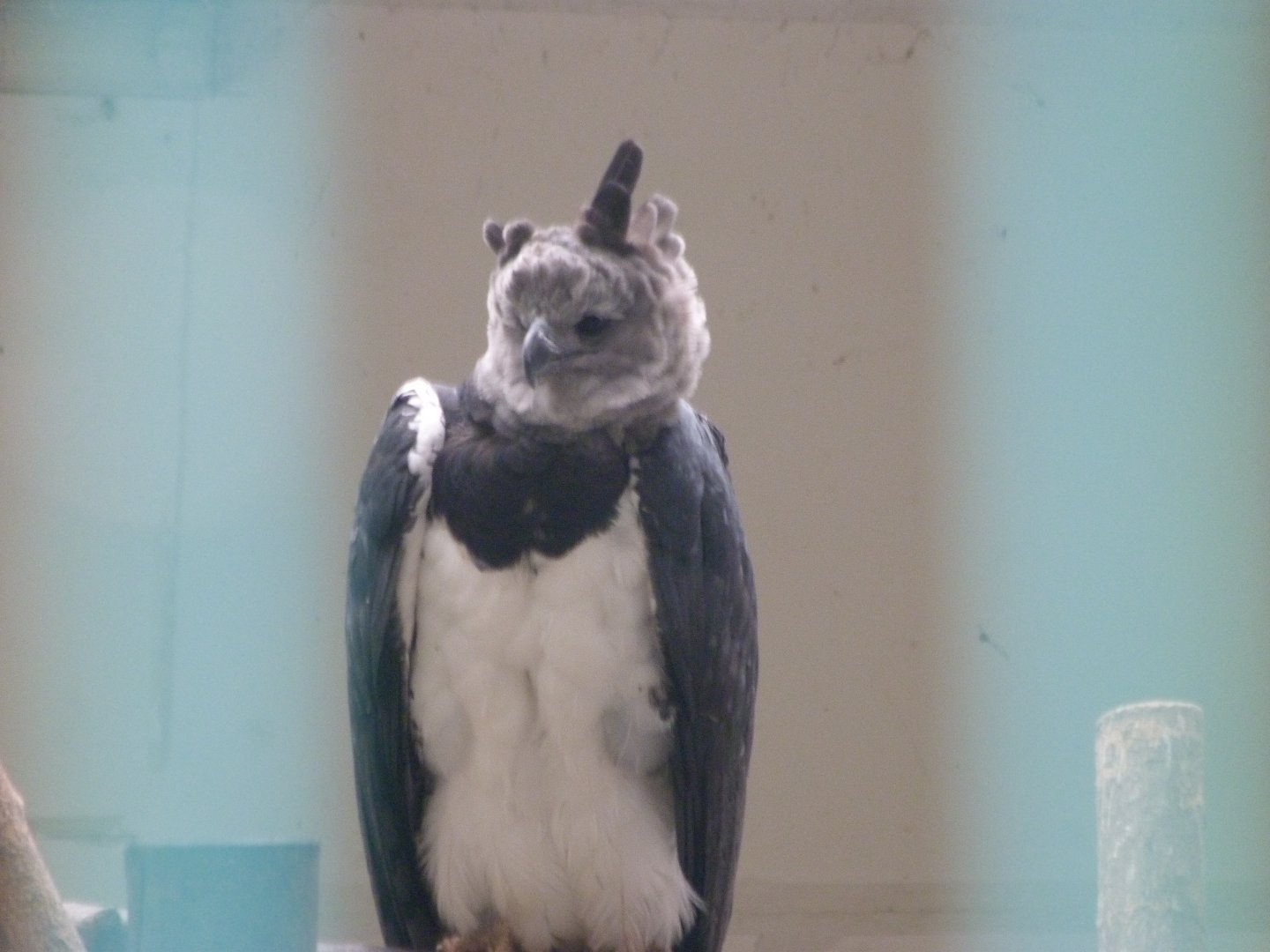 Harpy eagle -Tierpark Berlin (2024)