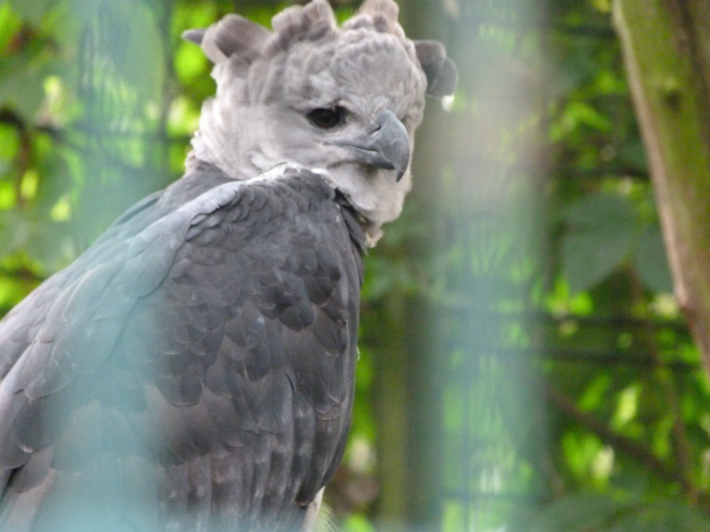 Harpy eagle -Tierpark Berlin (2024)