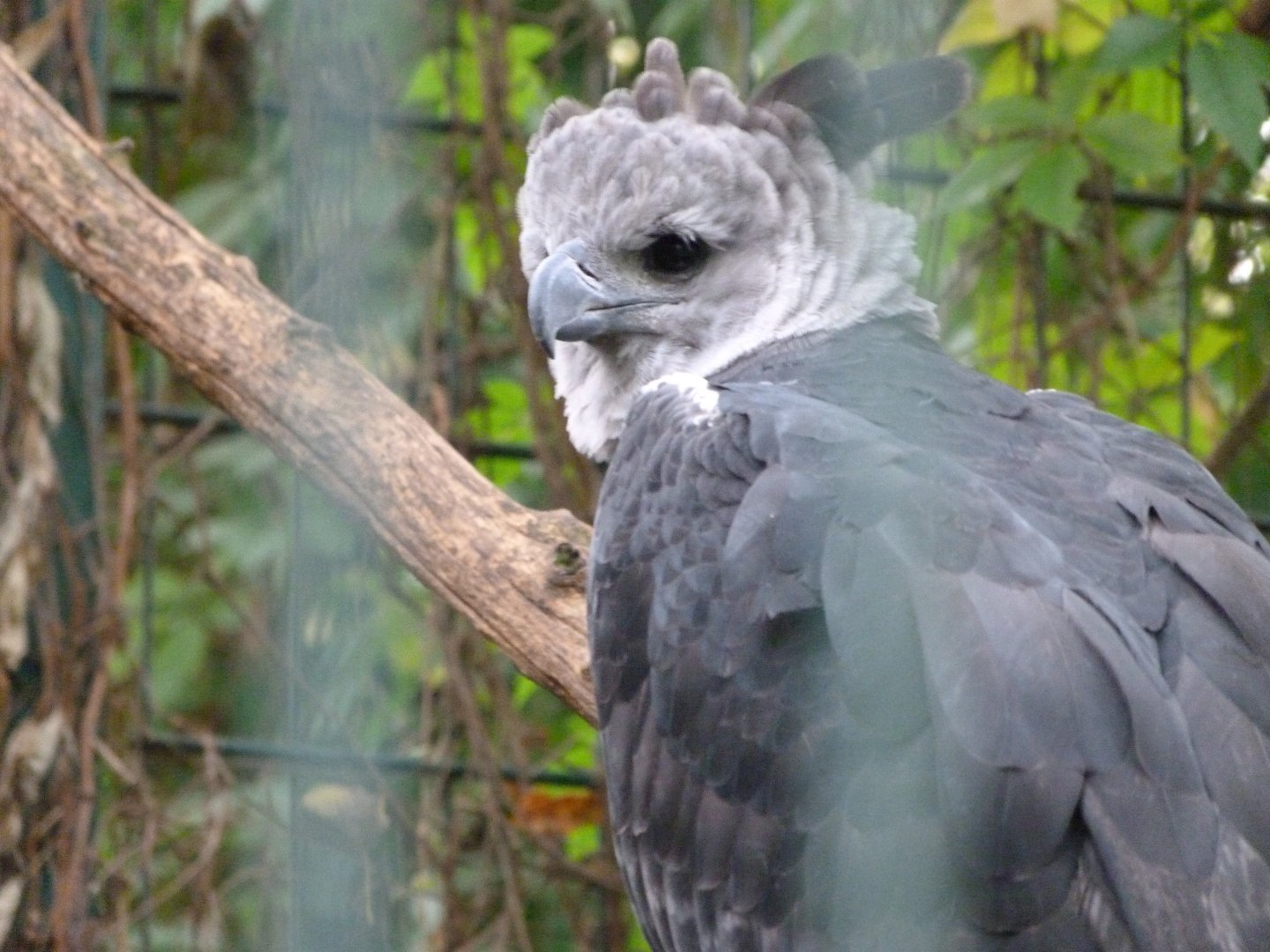 Harpy eagle -Tierpark Berlin (2024)