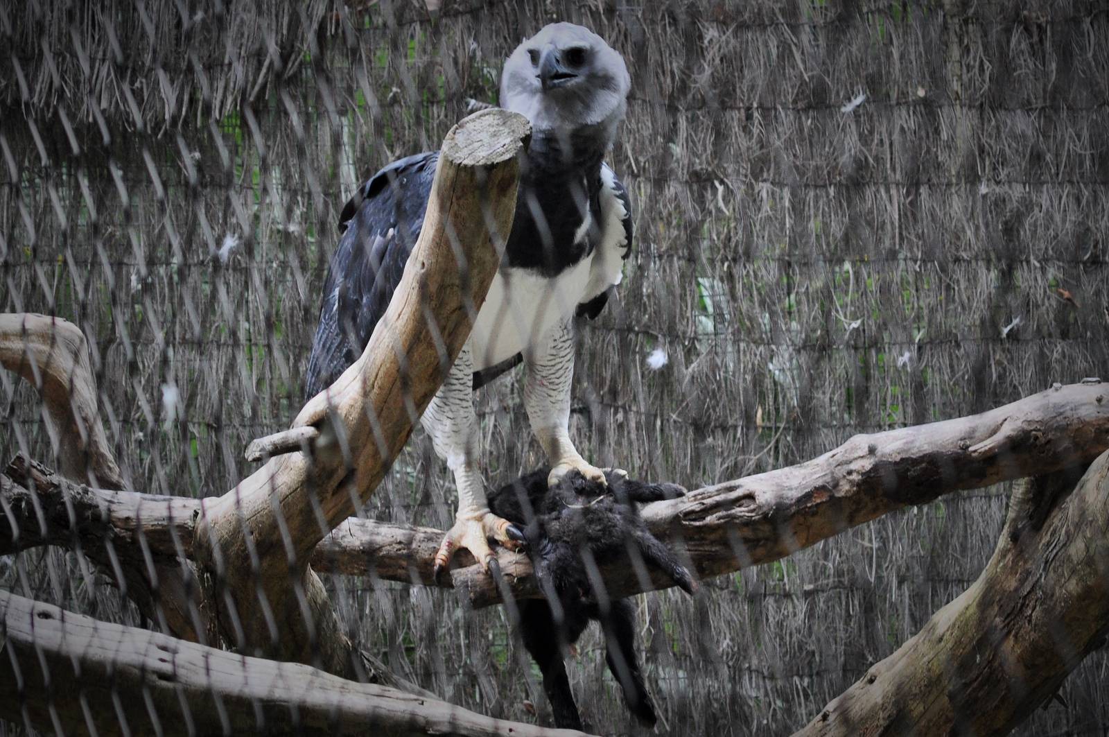 Harpy Eagle with Domestic Rabbit