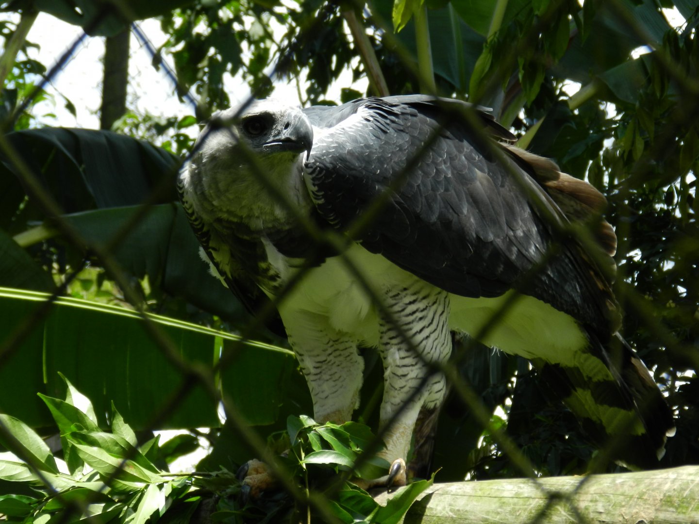 Harpy eagle - Zoo Curitiba