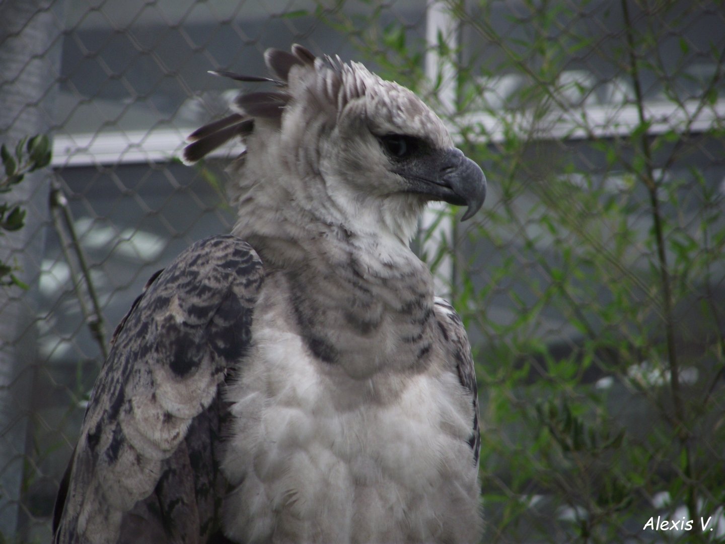 Harpy Eagle - Zooparc de Beauval - 07/2020