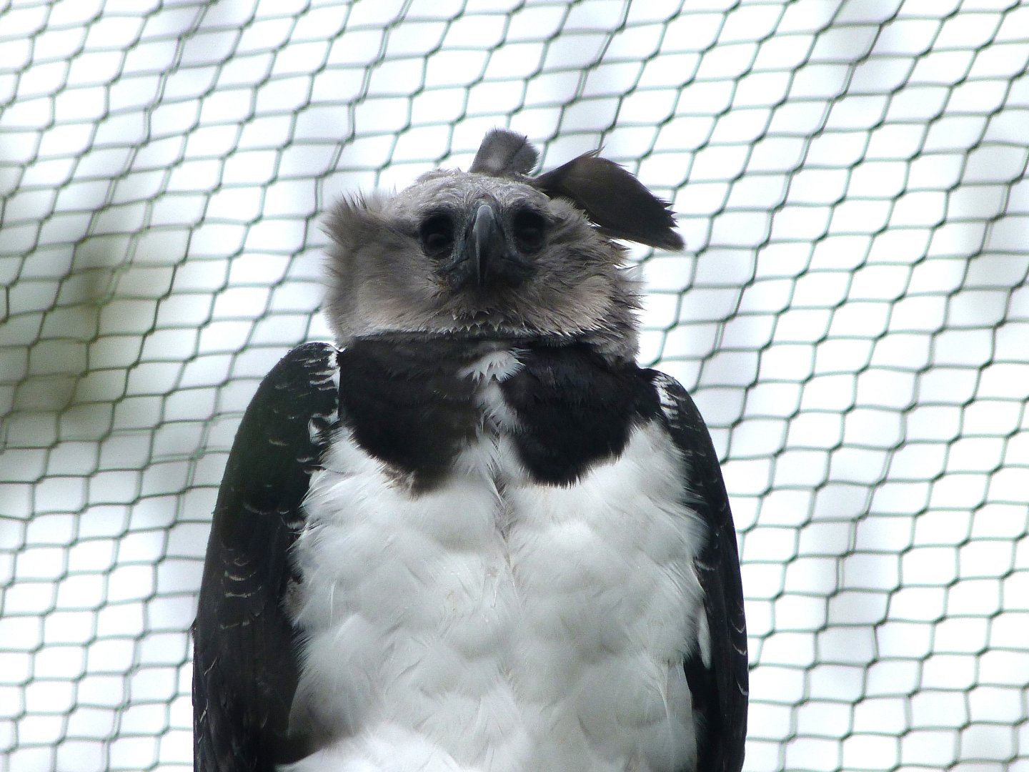 Harpy eagle -ZooParc de Beauval (2025)