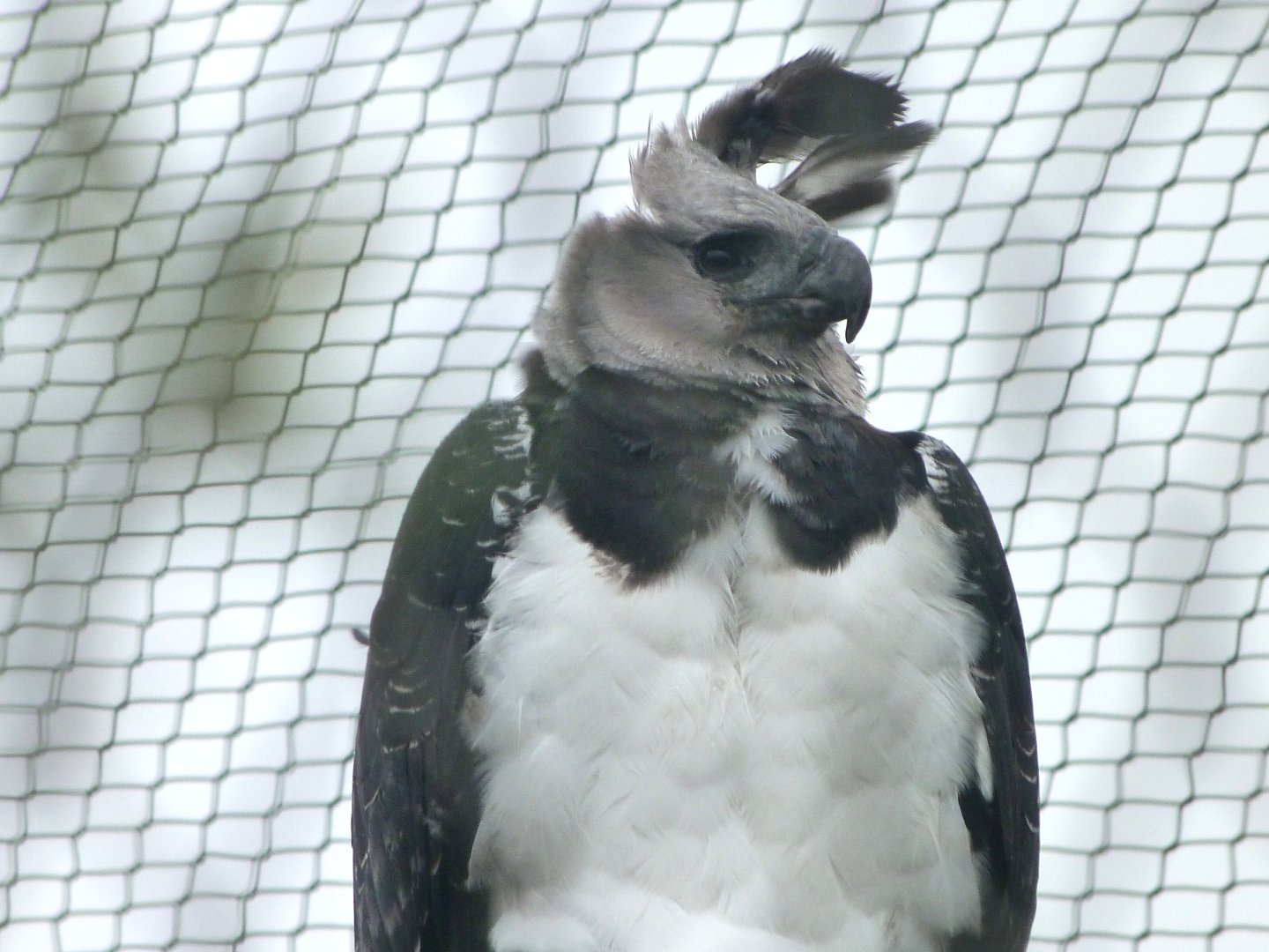 Harpy eagle -ZooParc de Beauval (2025)
