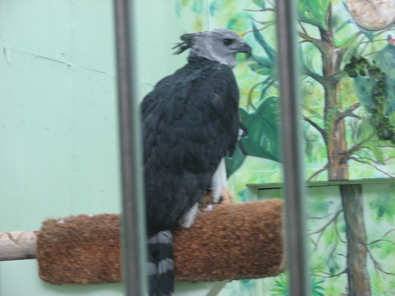 Harpy Eagle