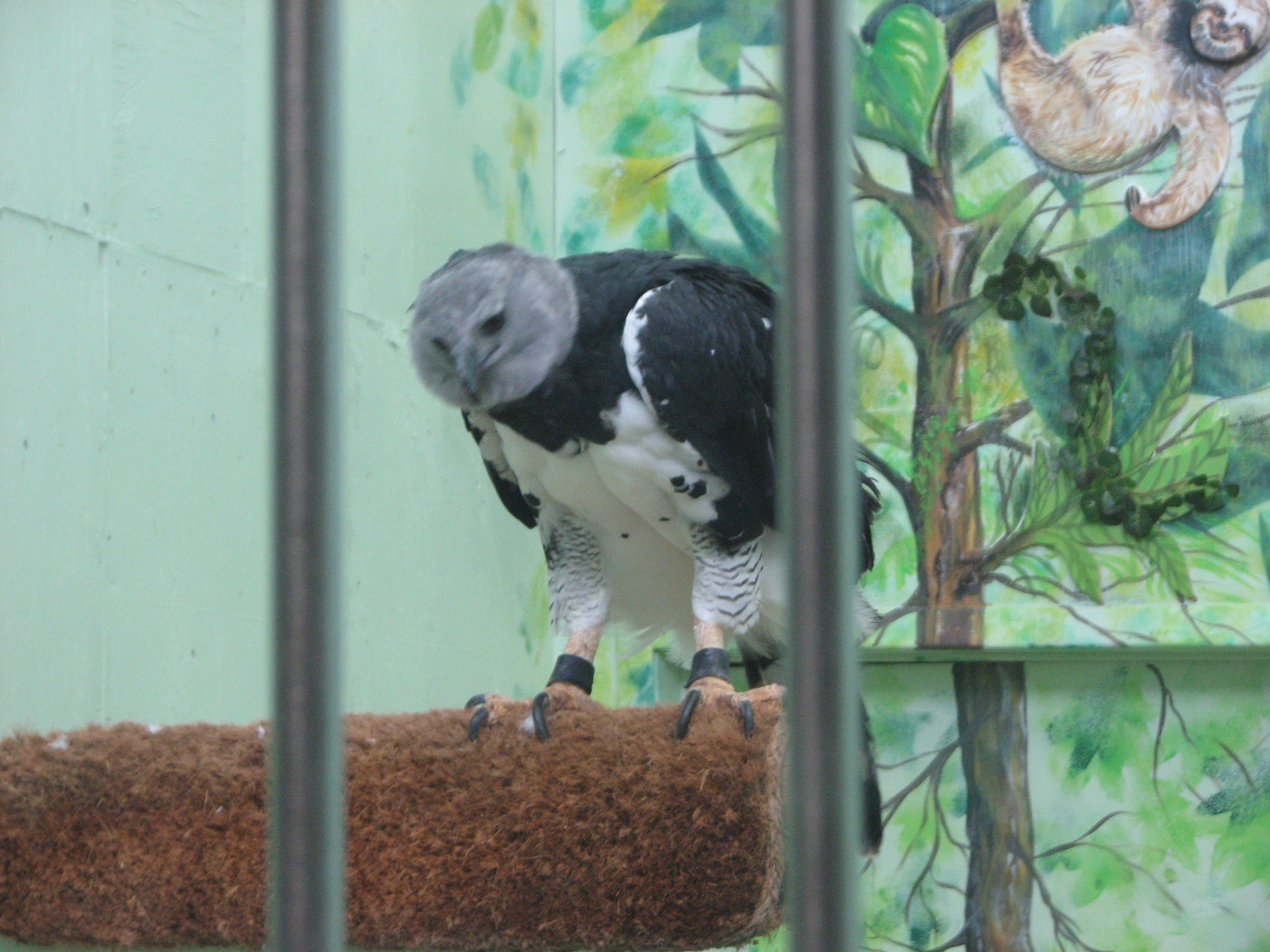 Harpy Eagle