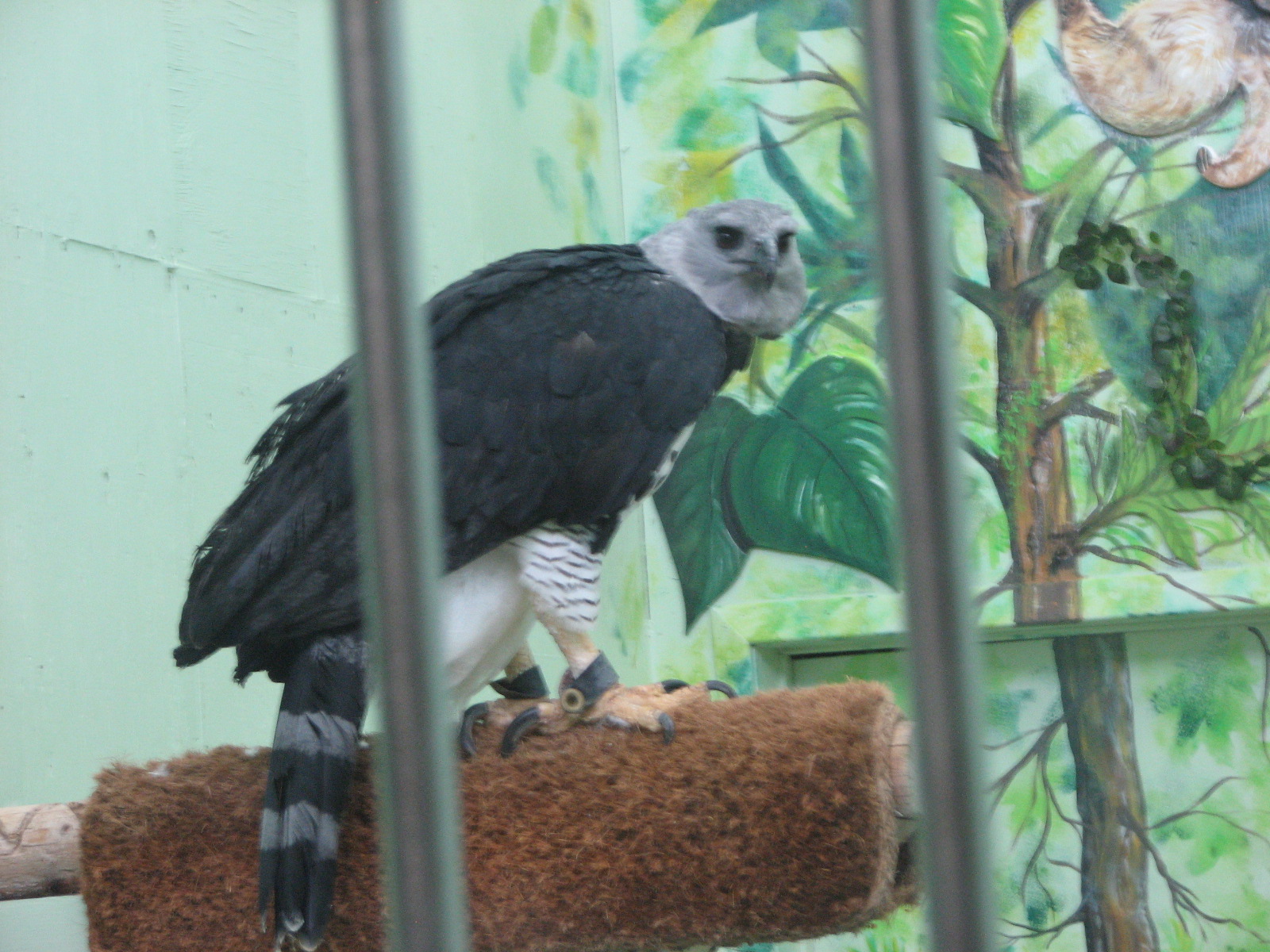 Harpy Eagle
