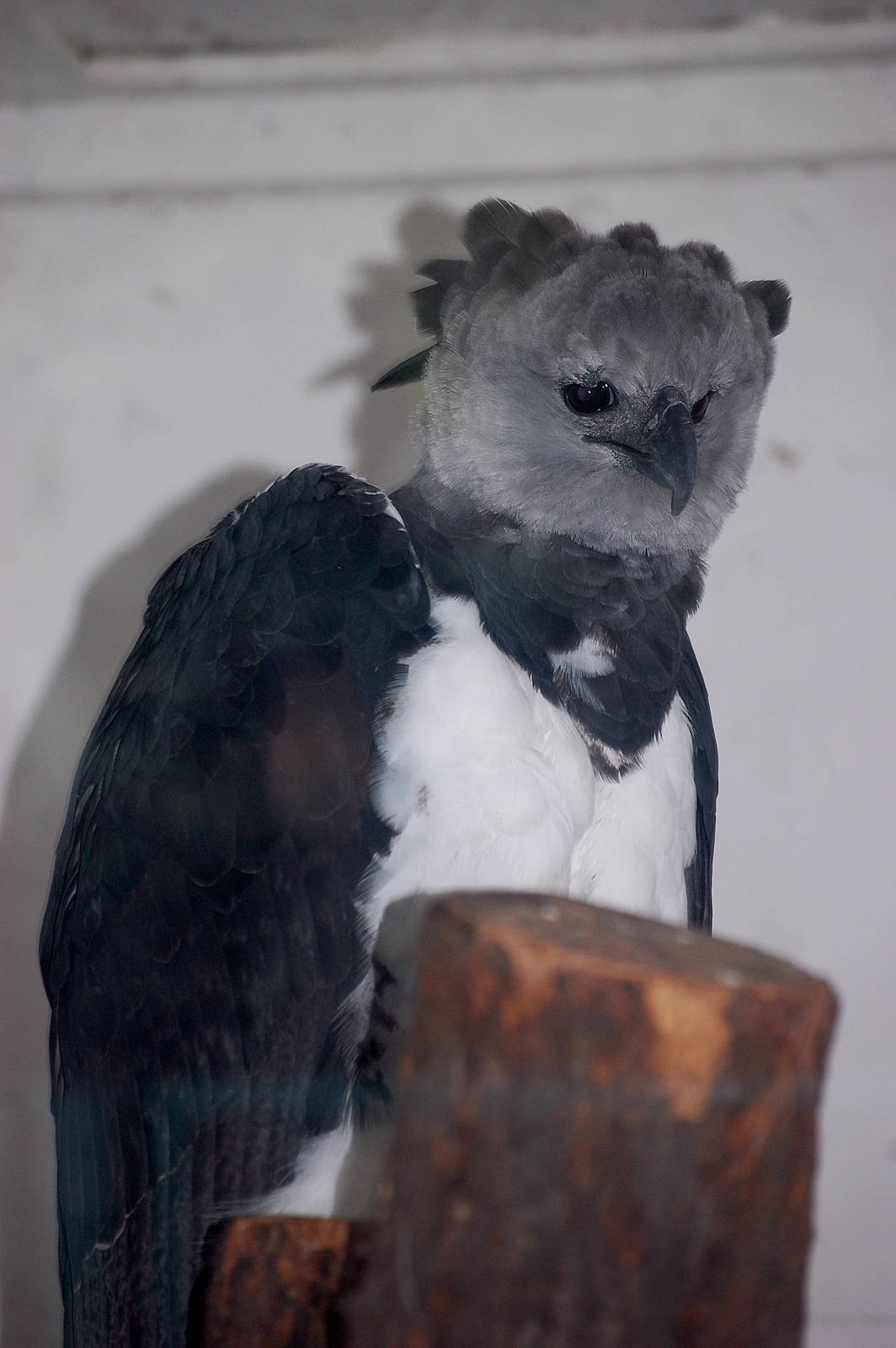 Harpy Eagle