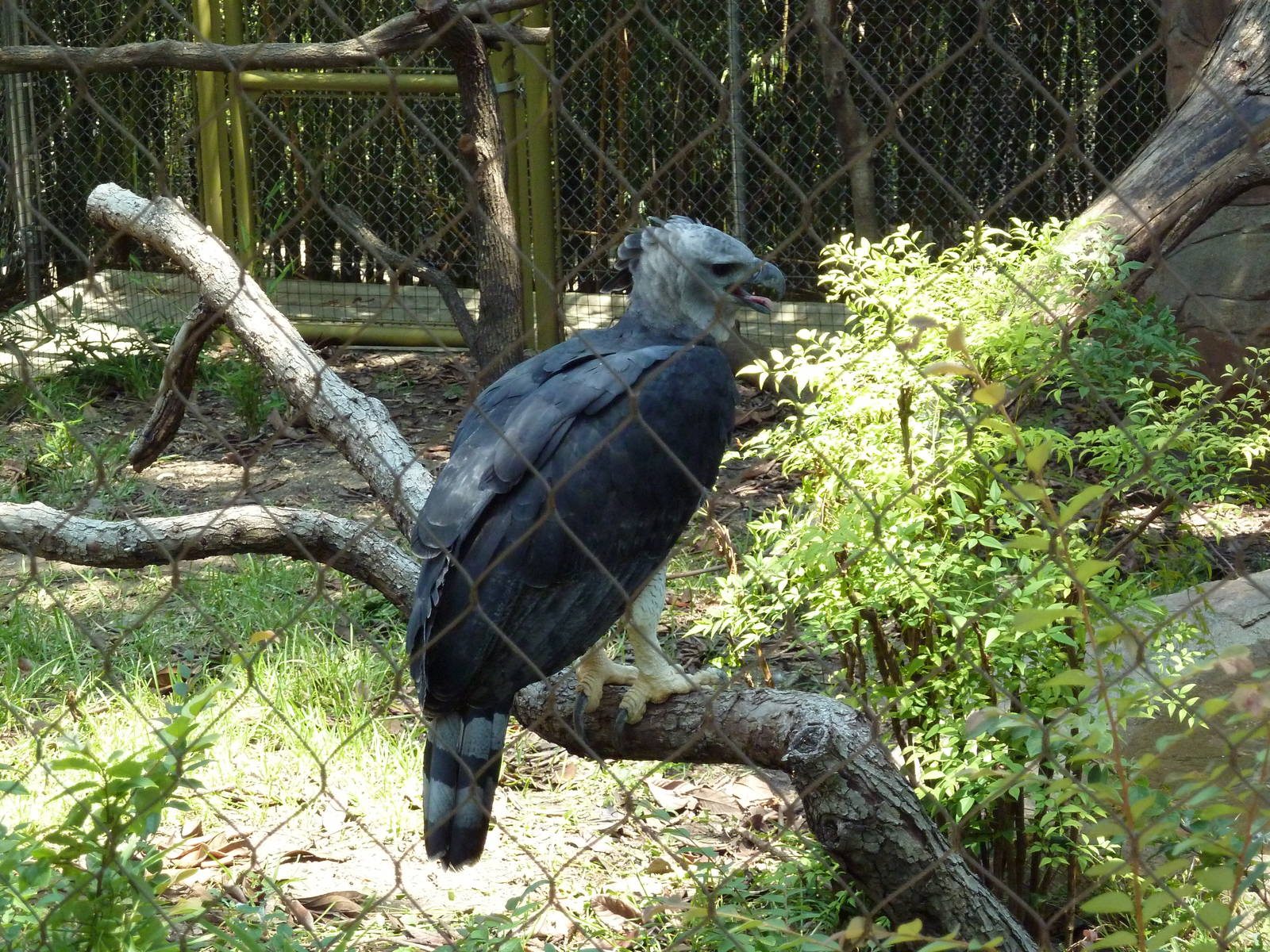 Harpy Eagle