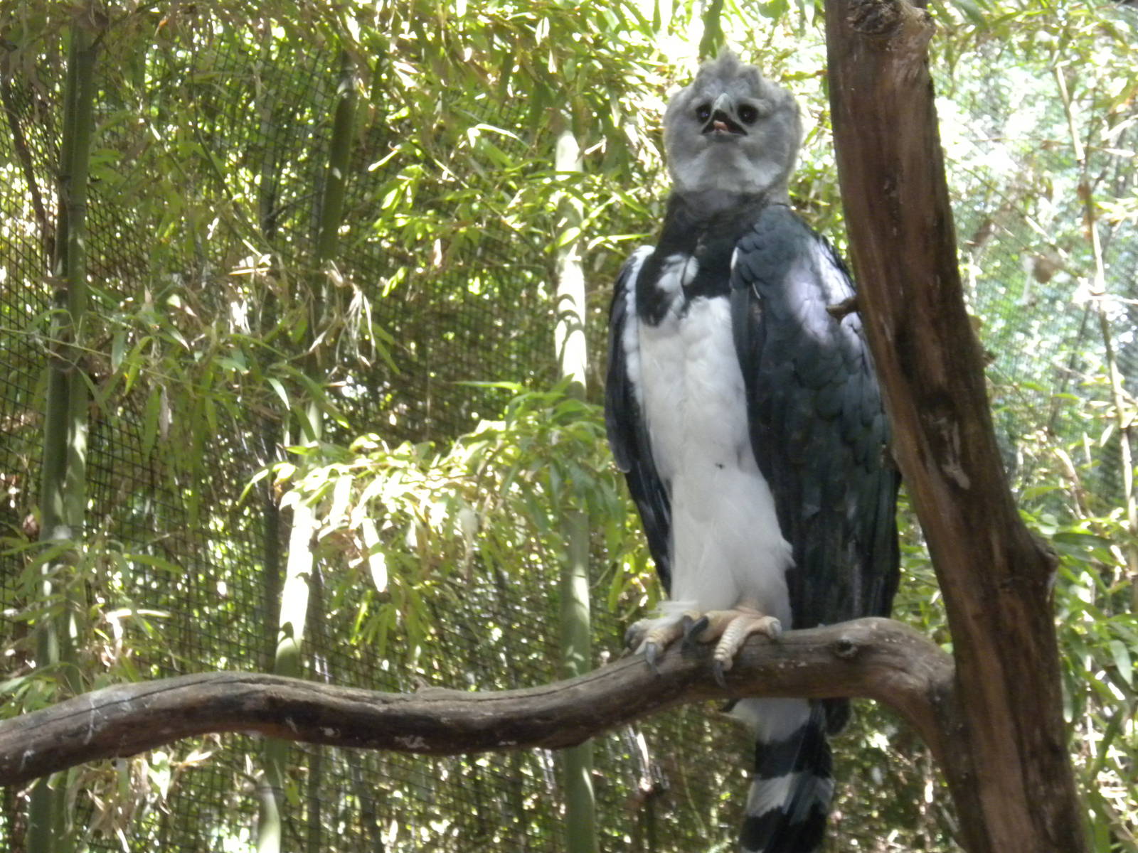 Harpy Eagle