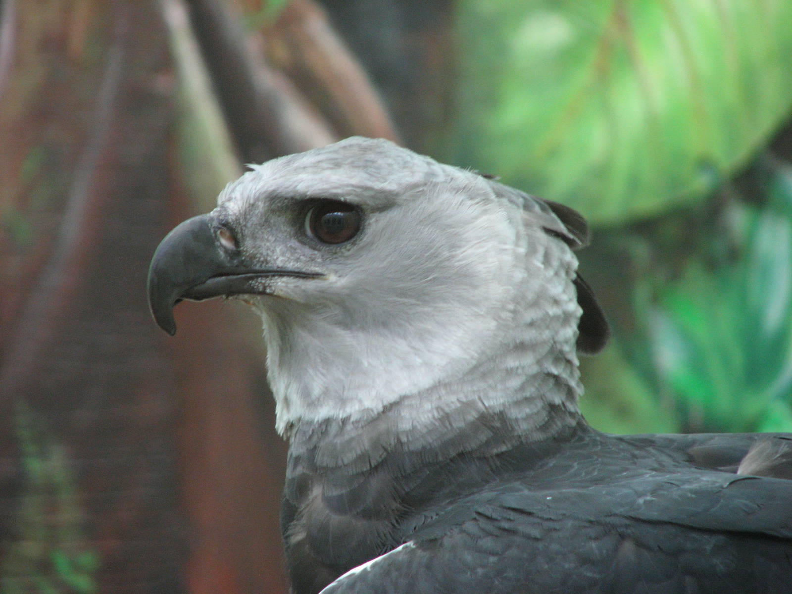 Harpy Eagle
