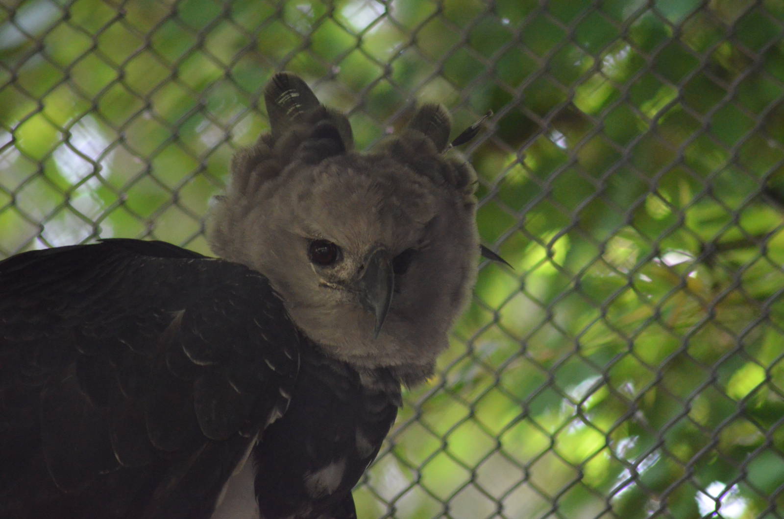 Harpy Eagle