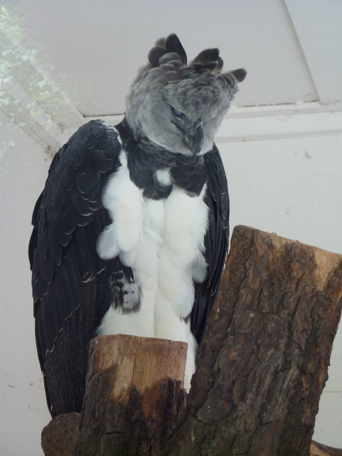 Harpy eagle