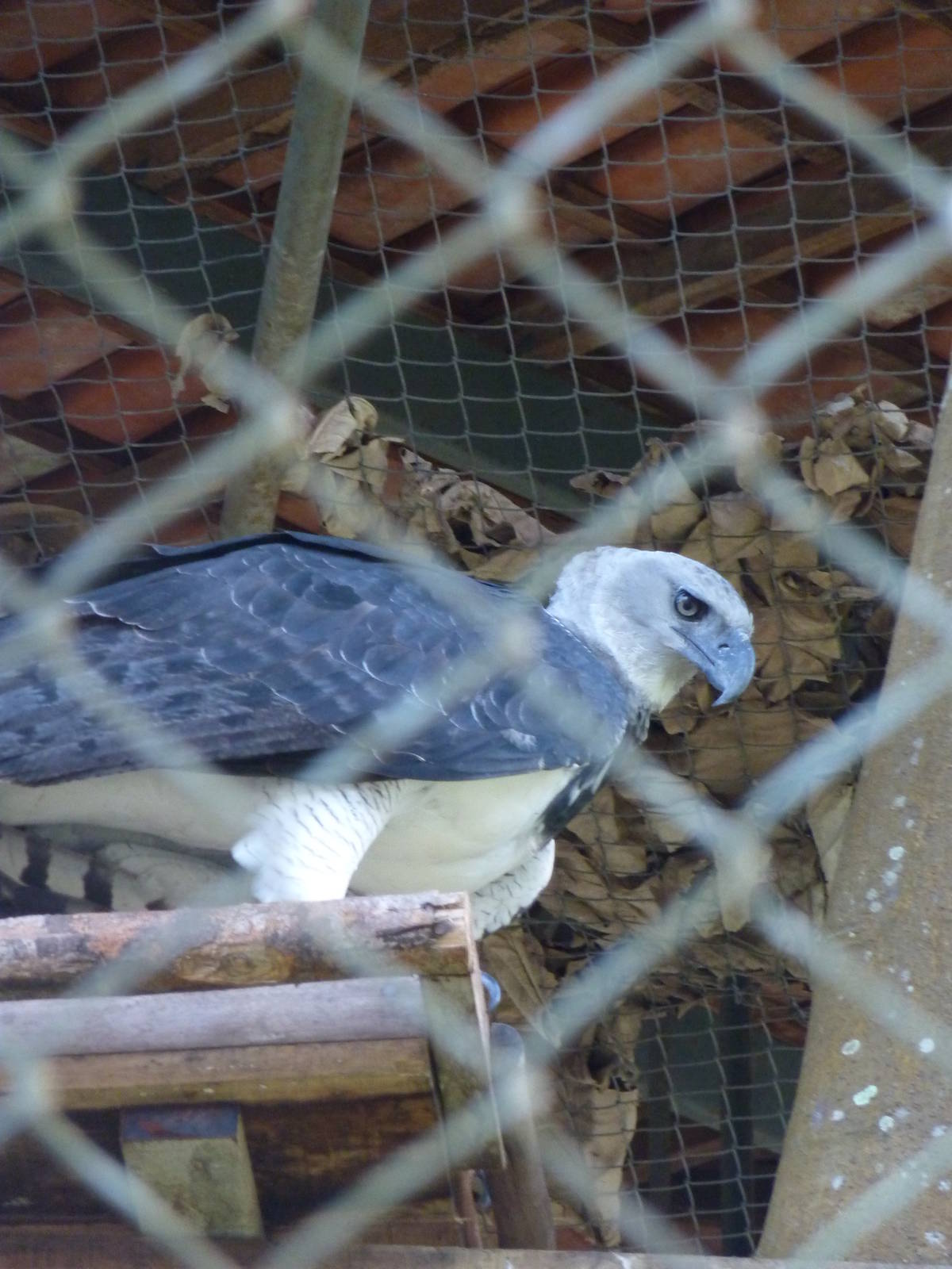 Harpy eagle