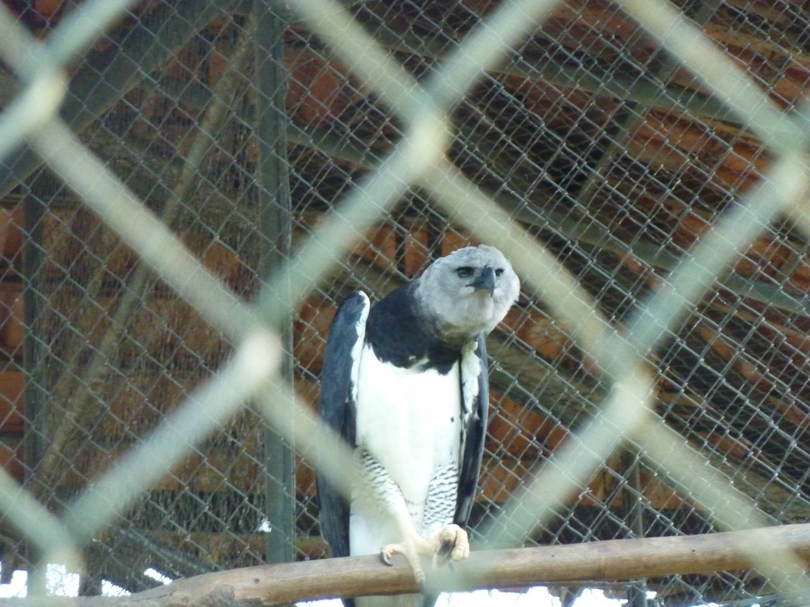 Harpy eagle