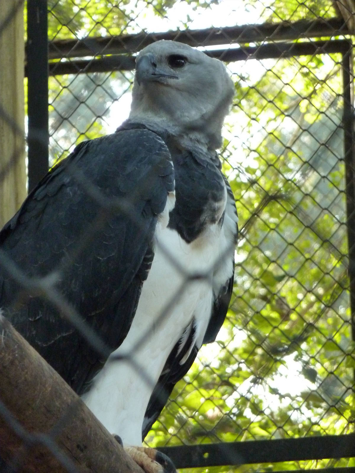 Harpy eagle