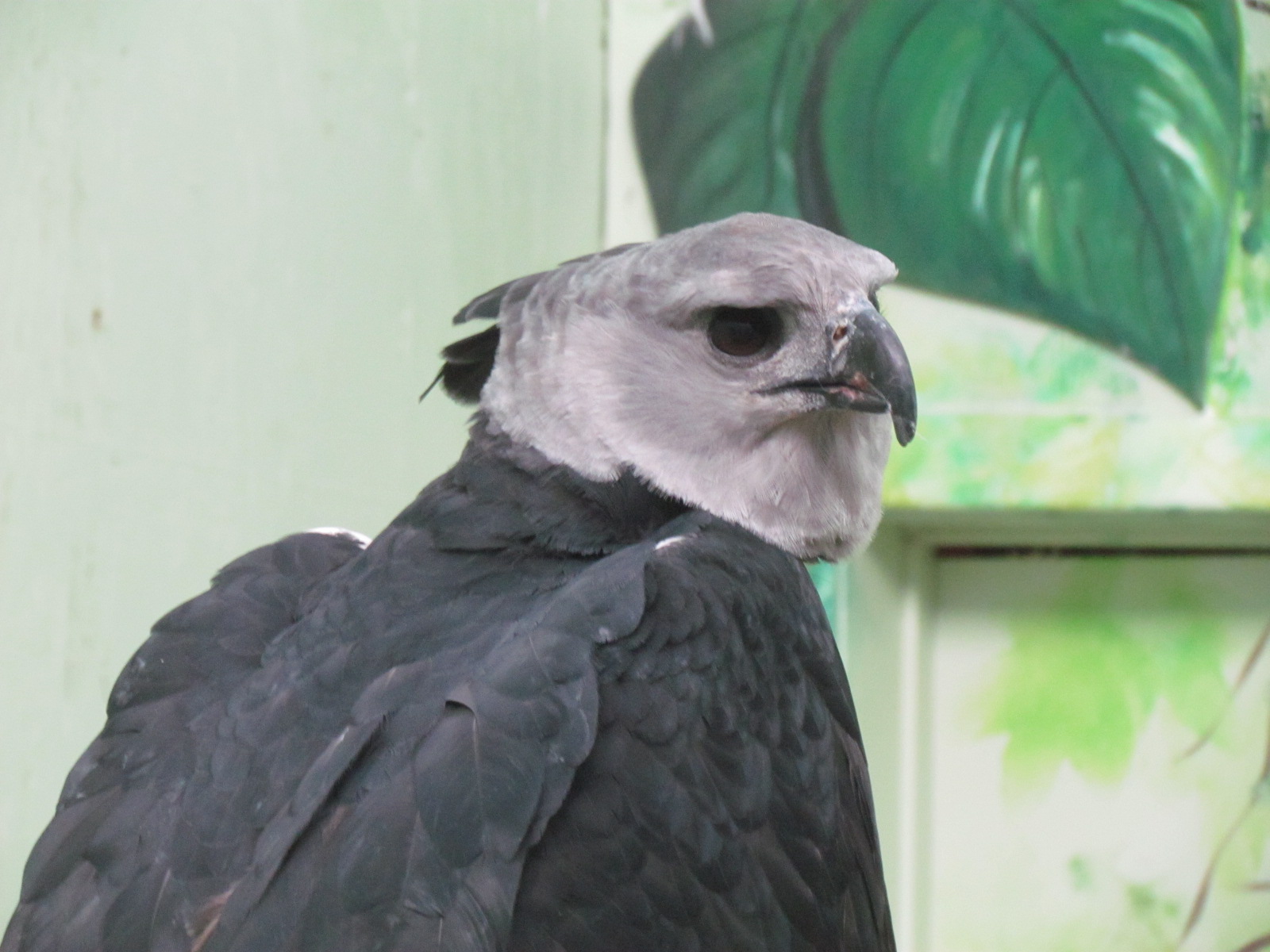 Harpy Eagle