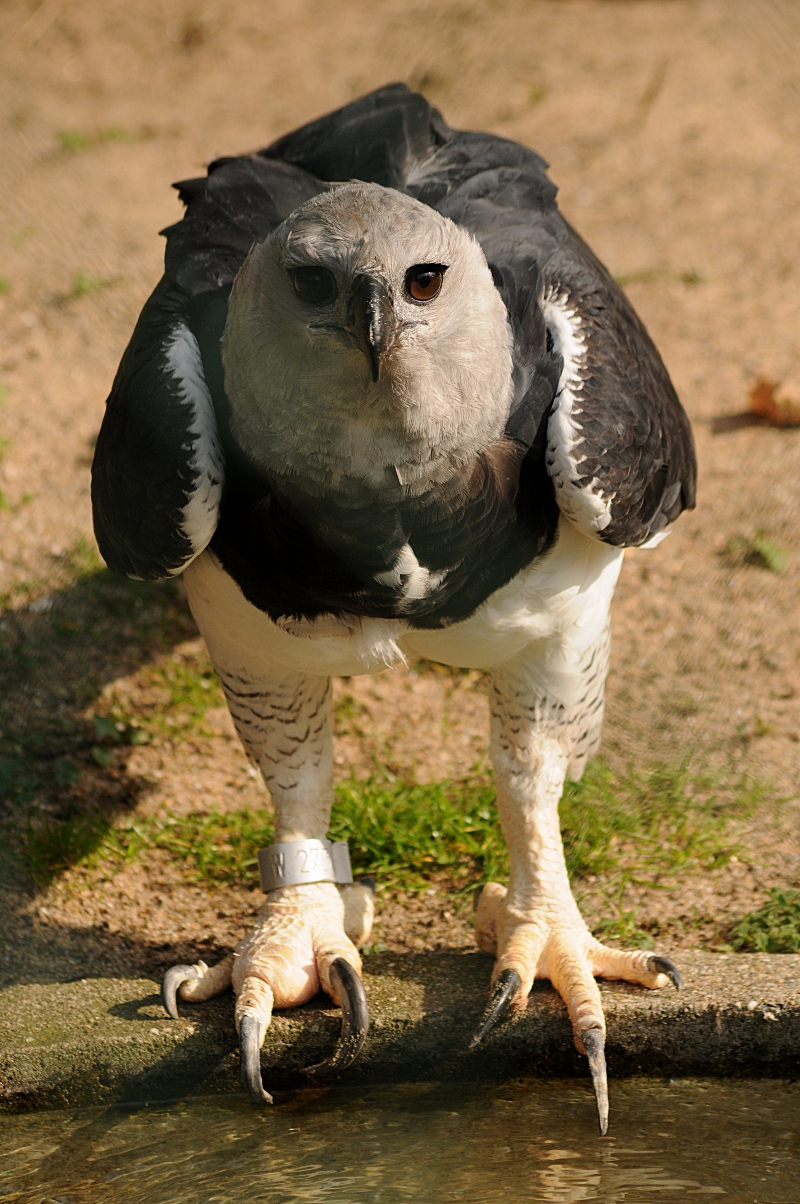 Harpy Eagle