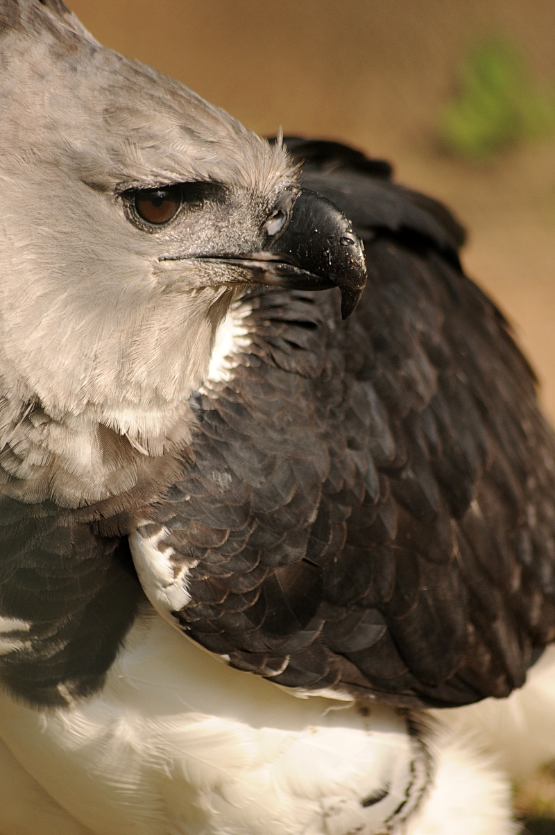 Harpy Eagle