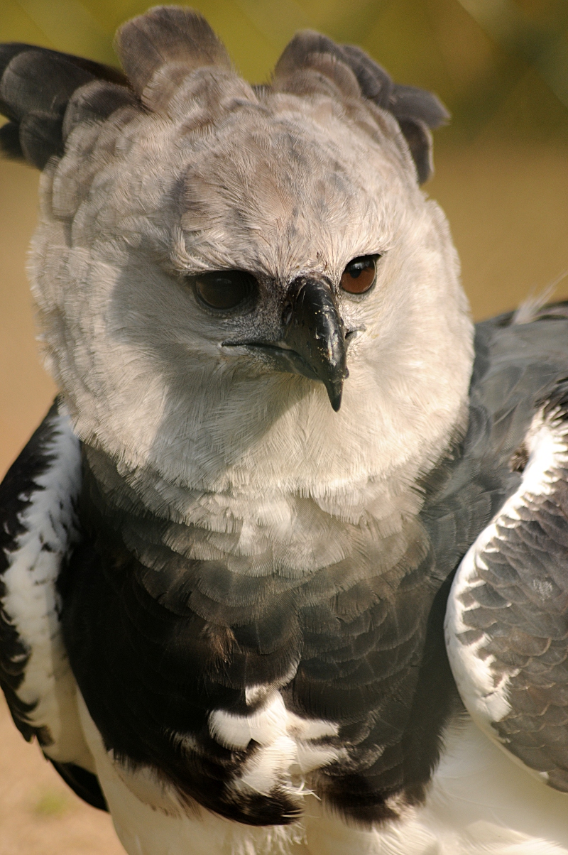 Harpy Eagle