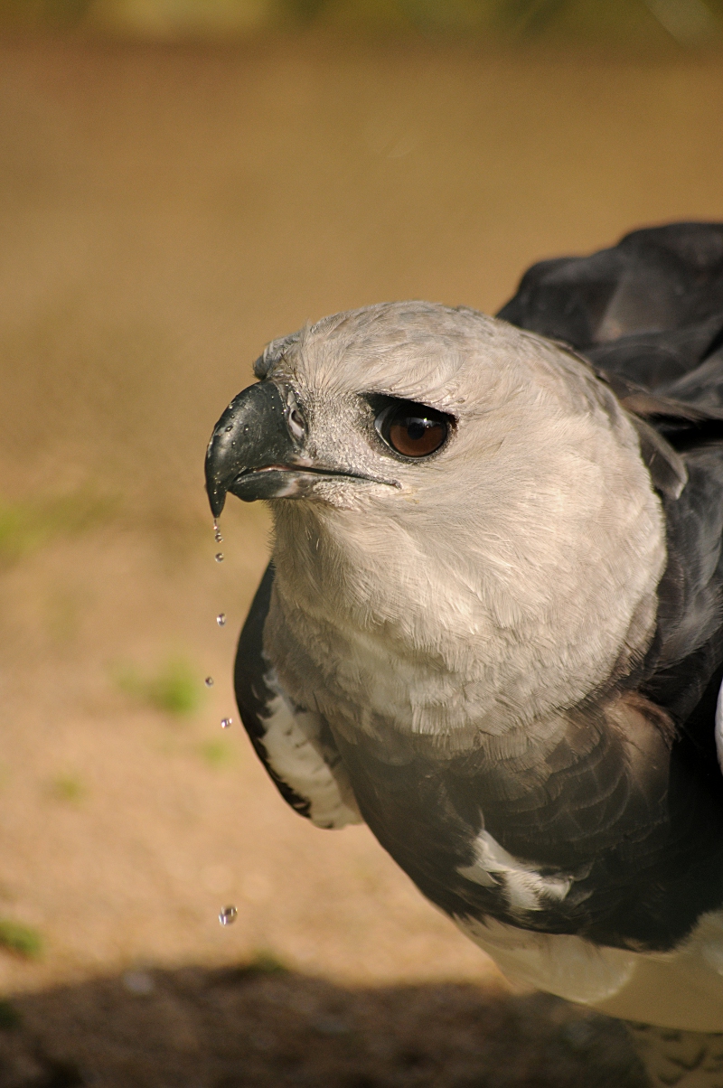Harpy Eagle