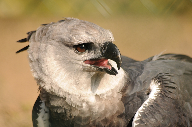 Harpy Eagle