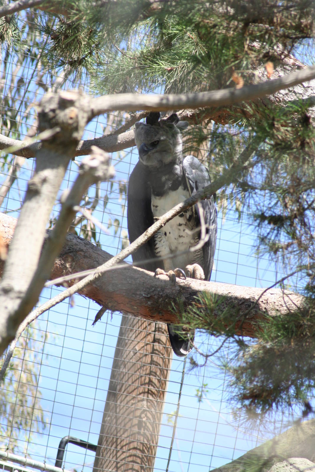Harpy eagle