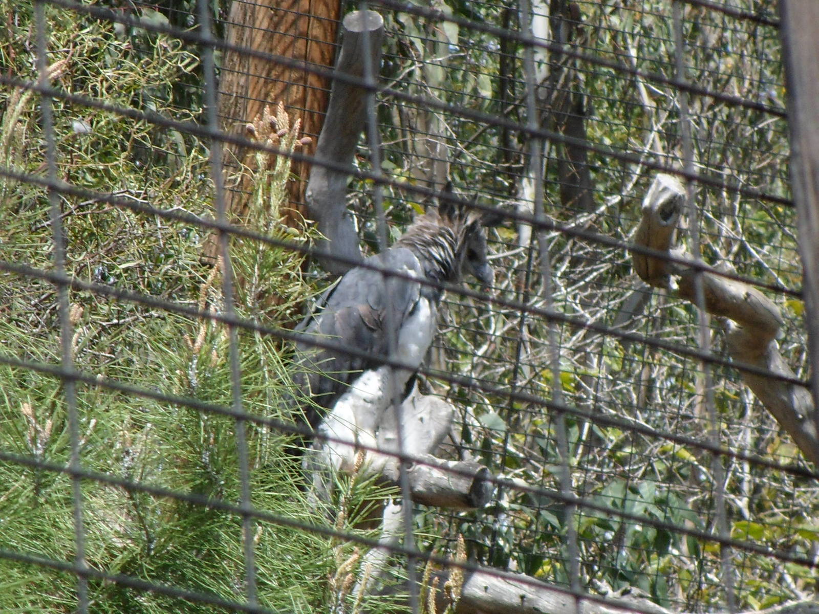 Harpy Eagle