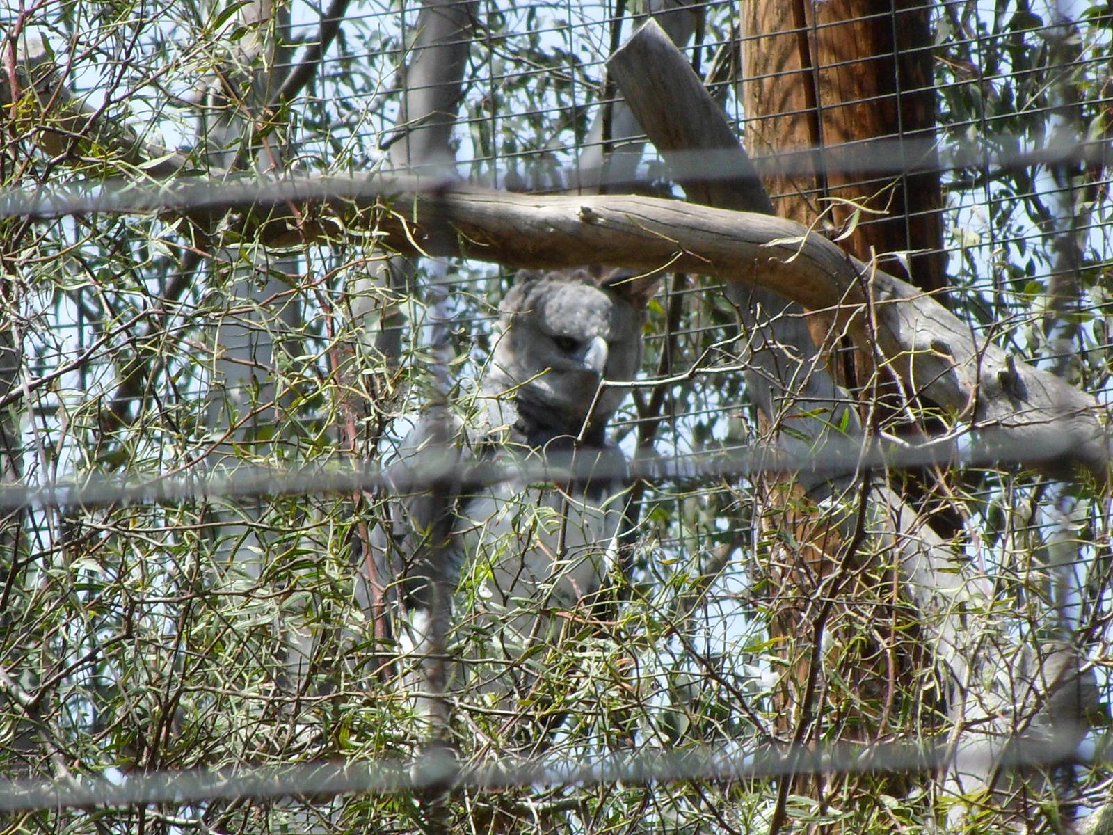 Harpy Eagle