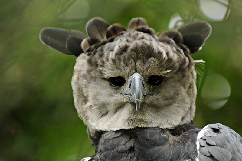 Harpy eagle