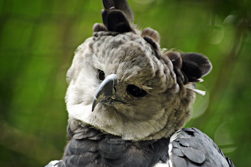 Harpy eagle
