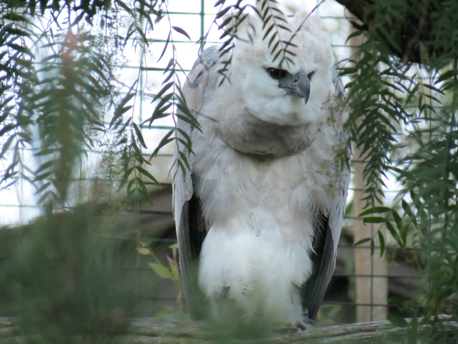 Harpy Eagle